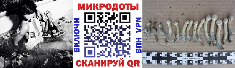 как найти   OMG   Псилоцибиновые грибы Psilocybine cubensis  Новопавловск 